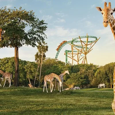 Busch Gardens Tampa Bay